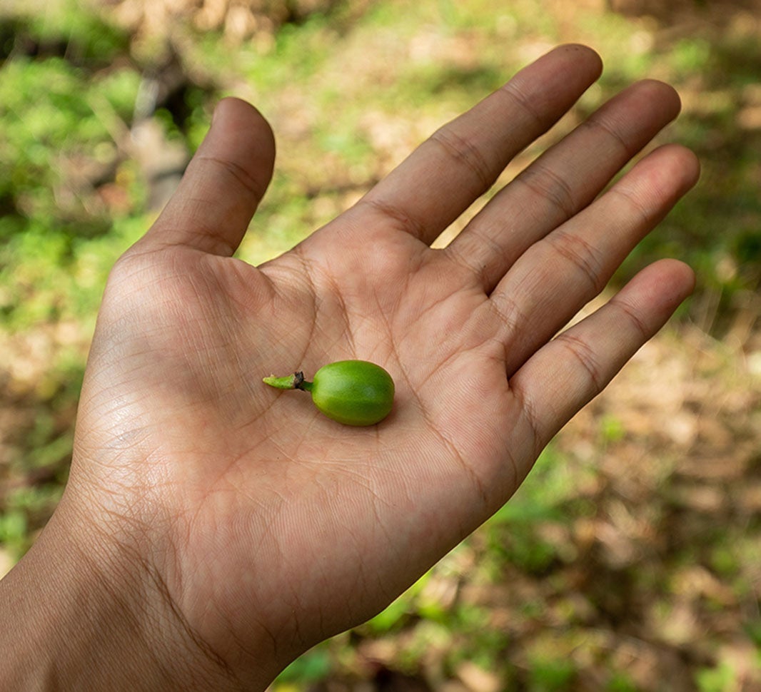diversify coffee farms