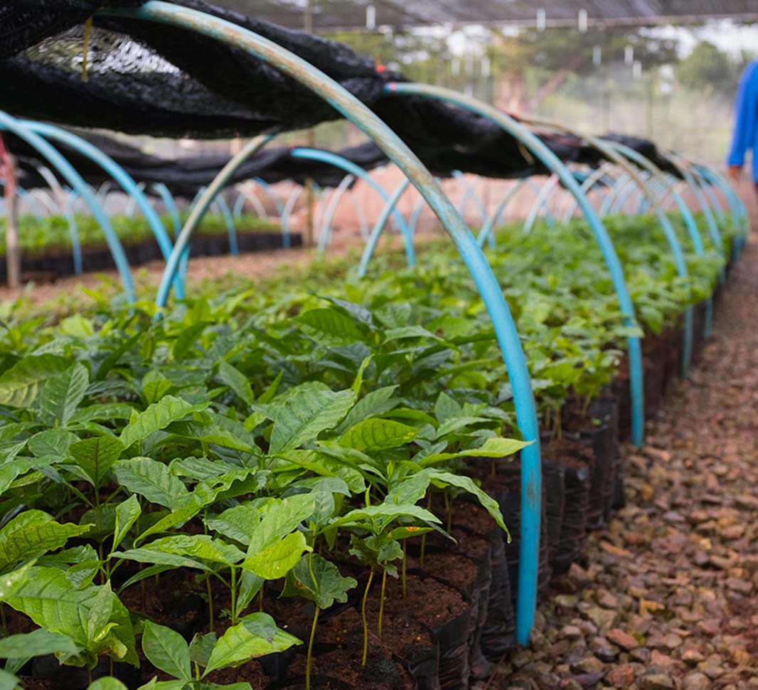 sustainable coffee farming