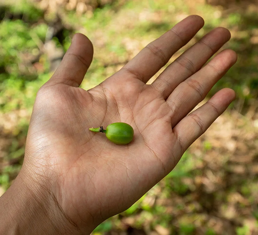 diversify coffee farms