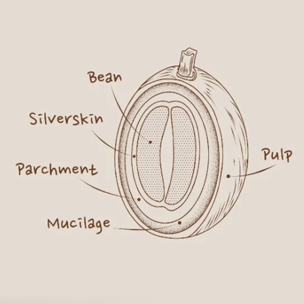 Upoznajte vrste prženja kave