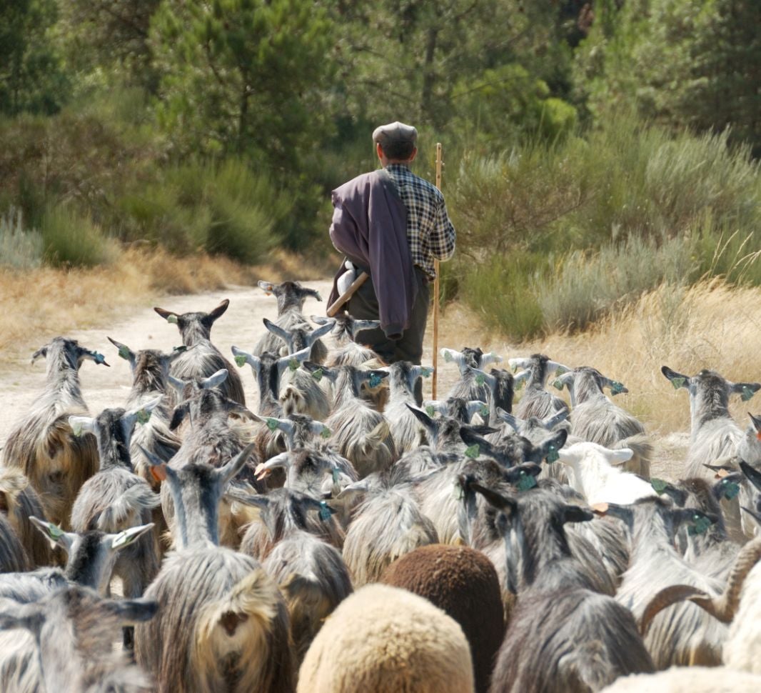 Legenda o podrijetlu kave