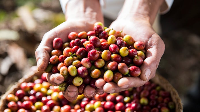 Coffee beans