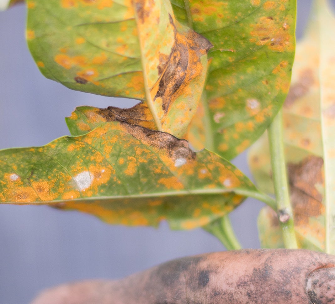 levélrozsdának ellenálló kávépalánták