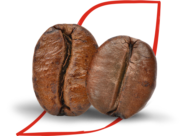 arabica és robusta kávébabok