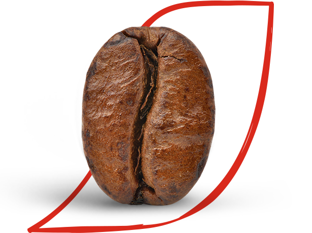arabica és robusta kávébabok