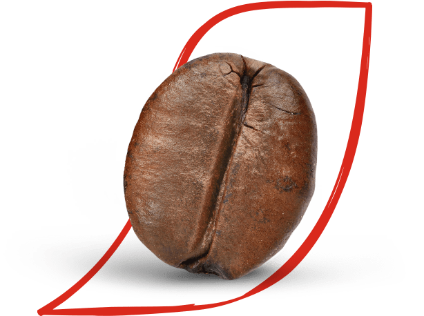 arabica és robusta kávébabok