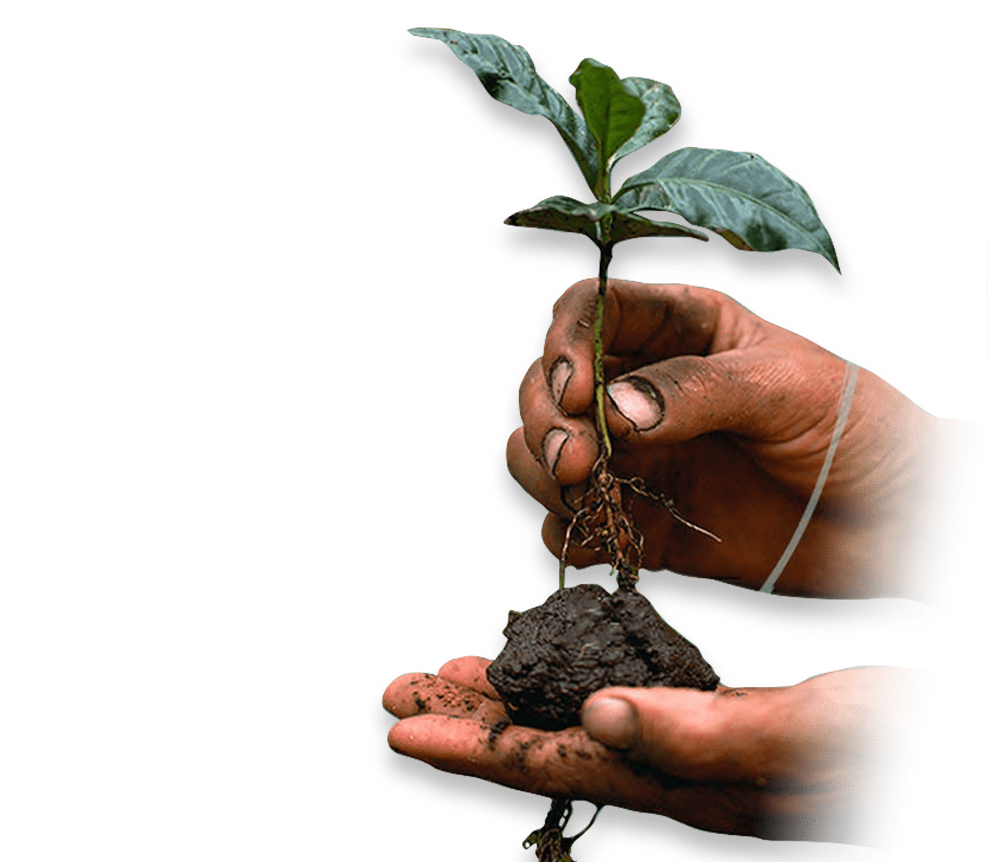 megújuló mezőgazdaság és kávé