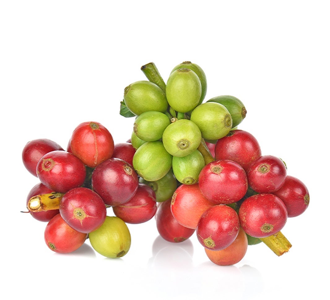 Kávékultúra Jamaikában