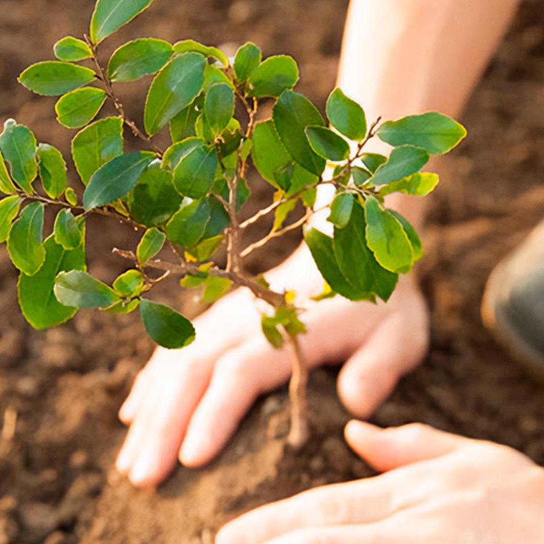 NESCAFÉ® and Rainforest Alliance partnerség