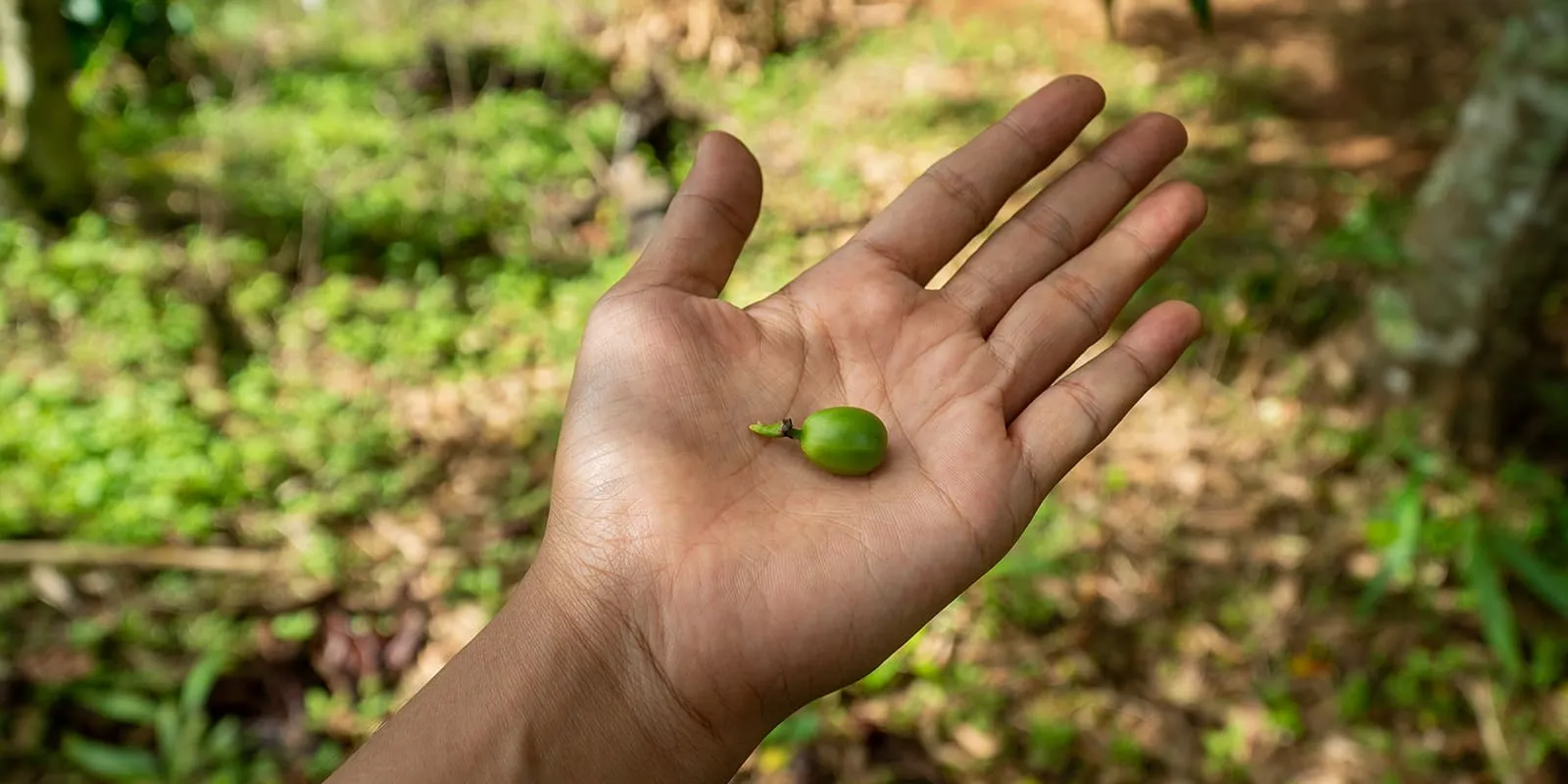 Egy kávécseresznye a tenyerében  