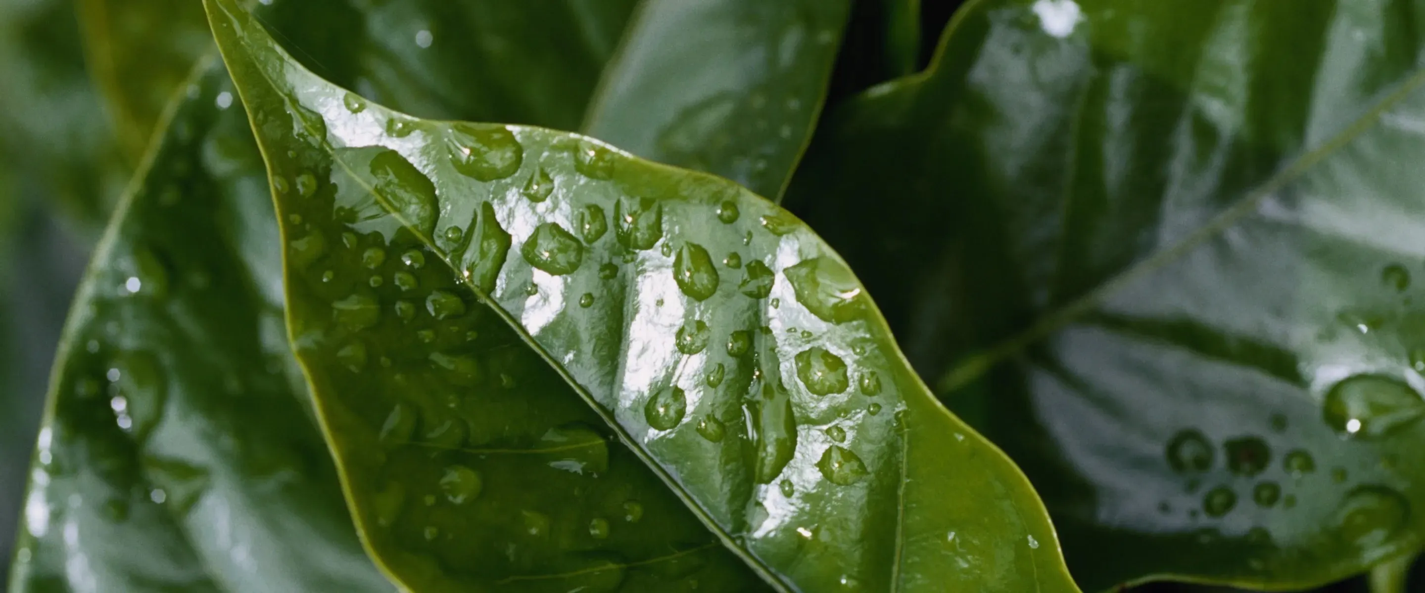 coffee leaves background
