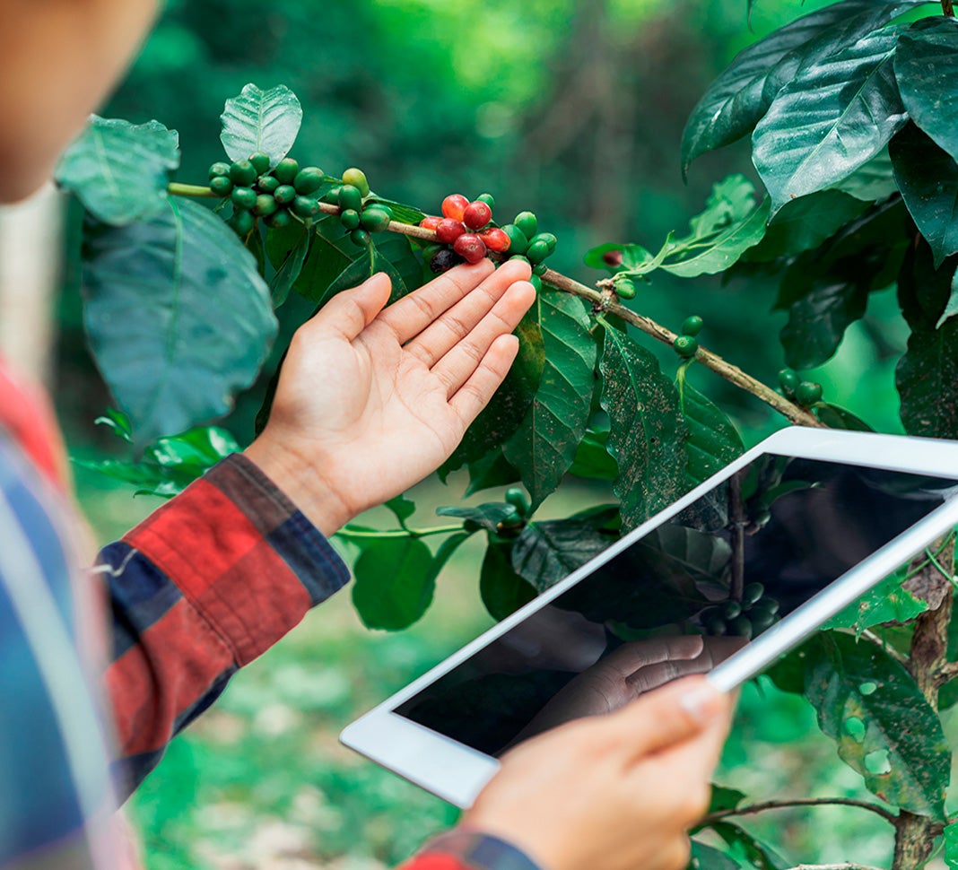 NESCAFÉ® fields programs