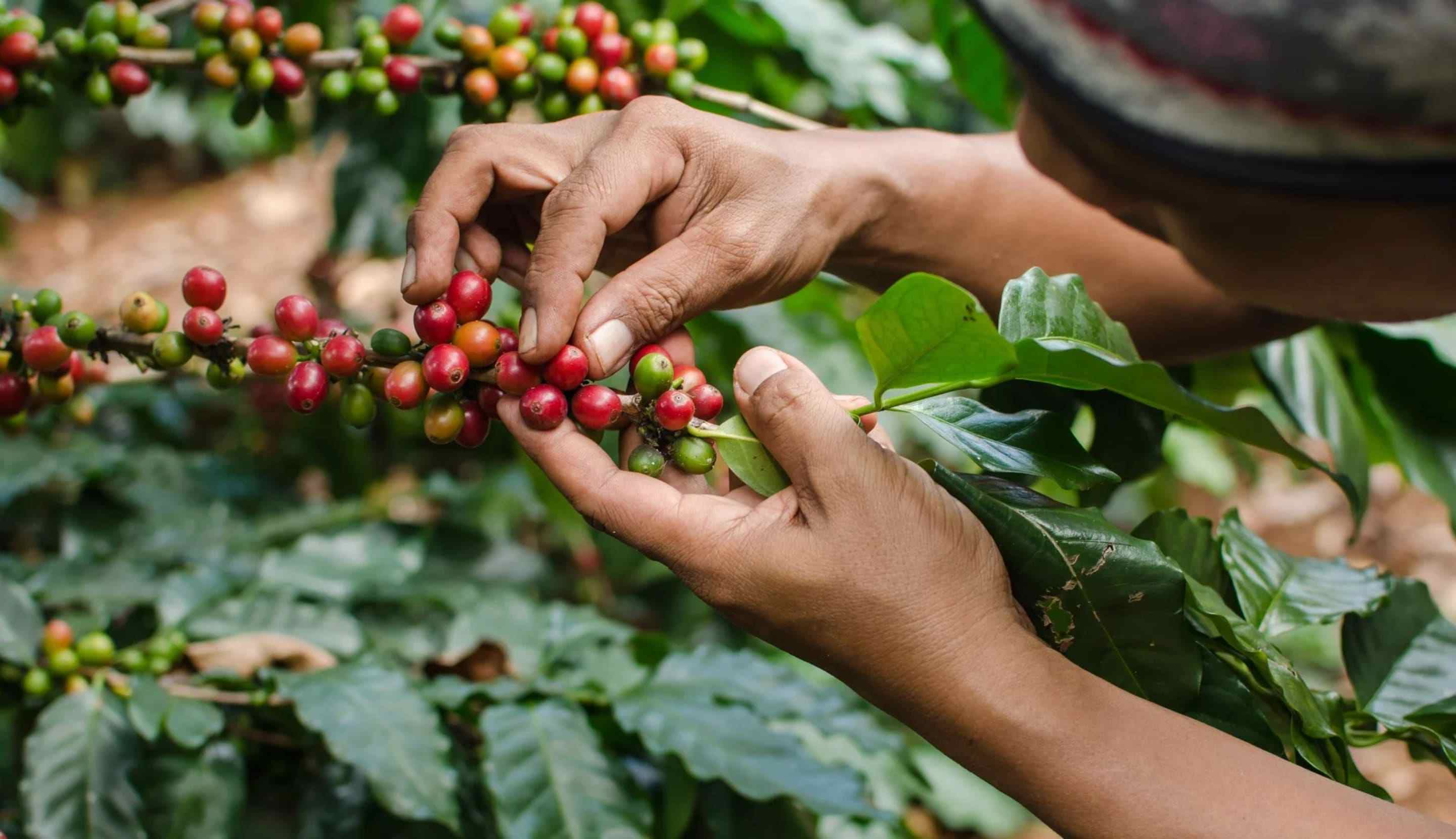 Apa_Sih_Manfaat_Minum_Kopi_Untuk_Dukung_Industri_Kopi_Indonesia_