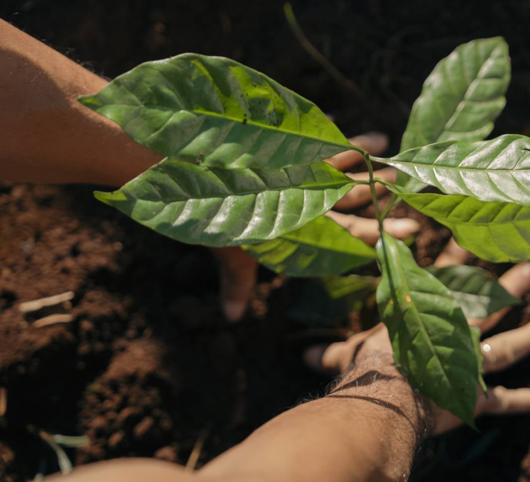 coffee plants landscape