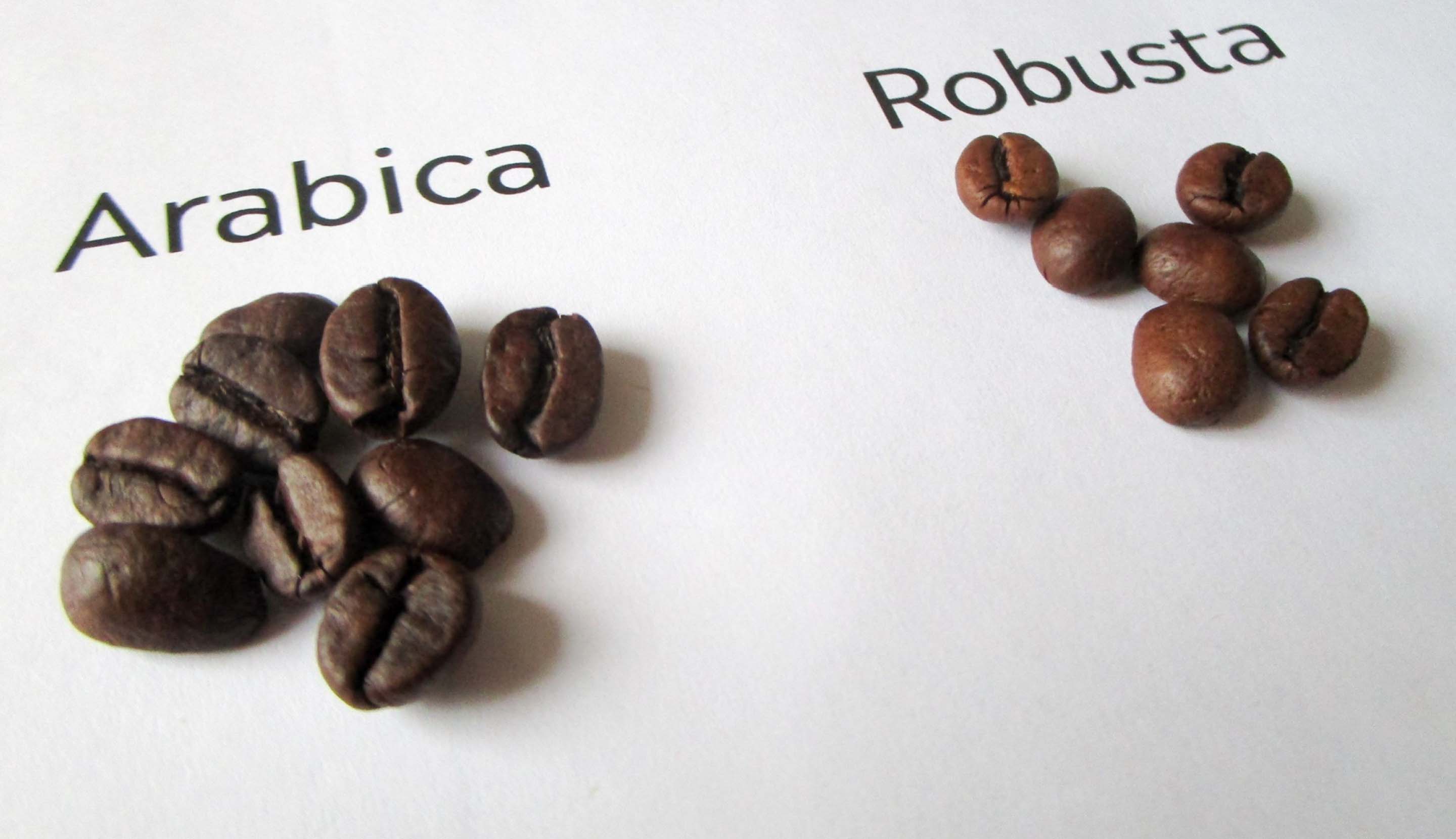 perbedaan kopi robusta dan arabika