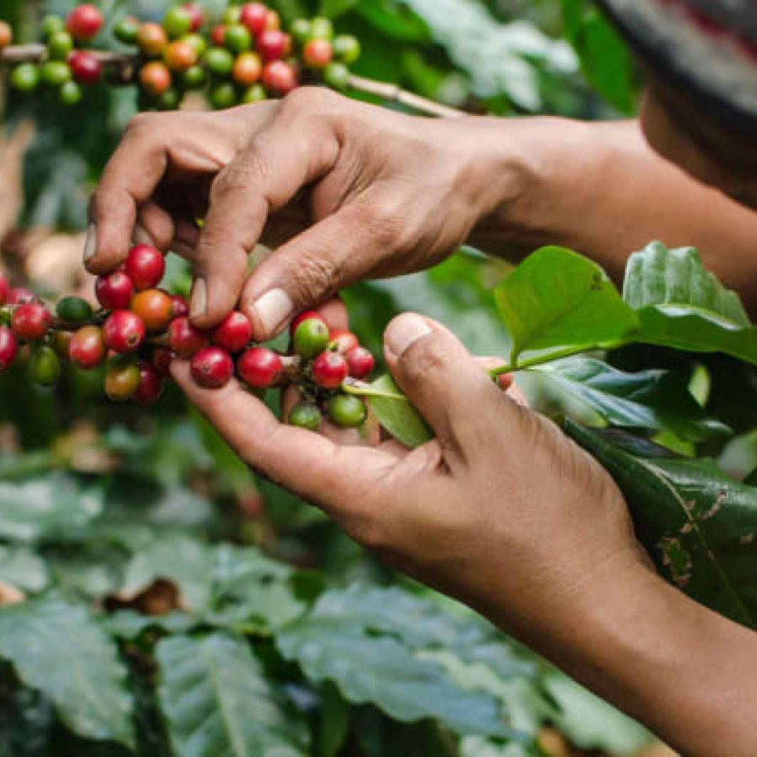 Apa Sih, Manfaat Minum Kopi Untuk Dukung Industri Kopi Indonesia? Yuk, Cari Tau!