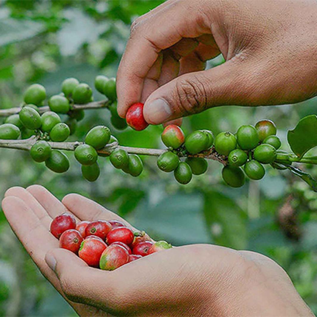The Taste and Characteristics of Sumatran Coffee, One of the Types of Coffee in Indonesia that has become Popular Worldwide