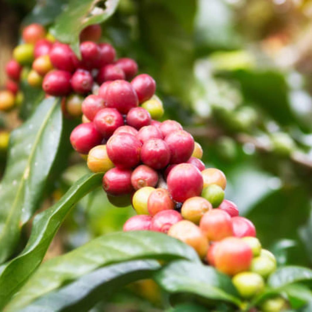 Kopi Sidikalang: Salah Satu Jenis Kopi di Indonesia yang Dianggap Terbaik