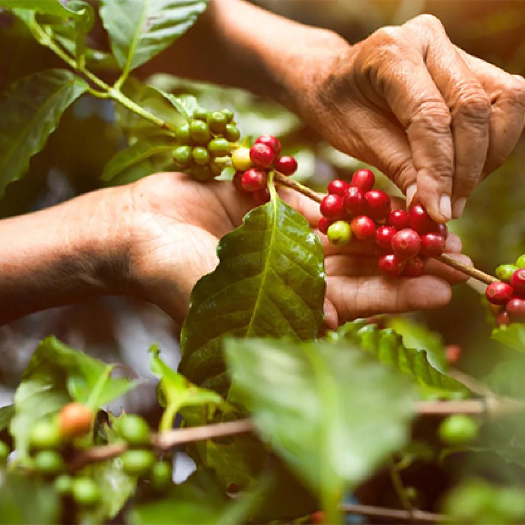 Interesting Facts About Kerinci Coffee, a Type of Coffee in Indonesia that Has Successfully Penetrated the Belgian Market