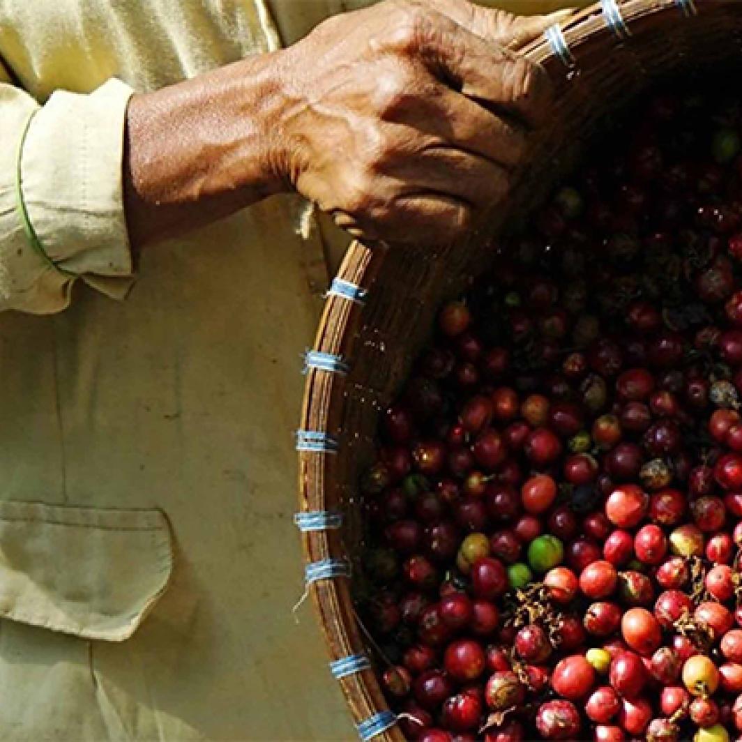 Interesting Facts About Robusta Coffee