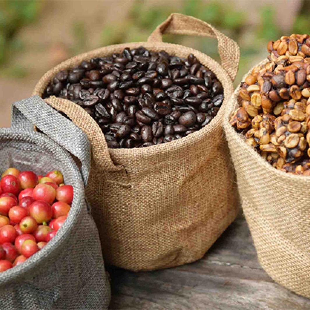 Mengenal Cita Rasa dan Karakteristik Kopi Karo, Jenis Kopi Arabika di Indonesia yang Mendunia