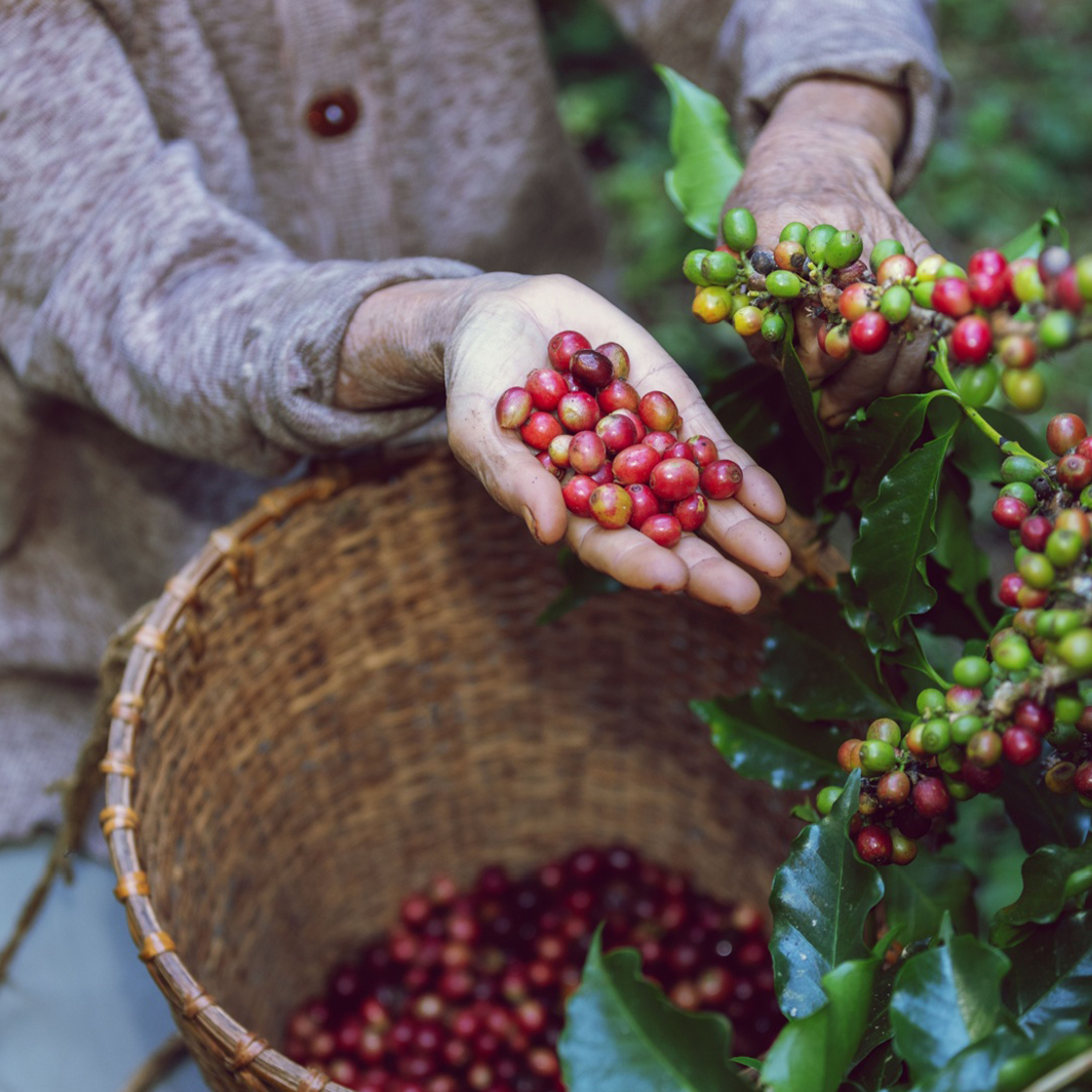 Negara Penghasil Kopi Terbesar di Dunia, Mana Favoritmu?