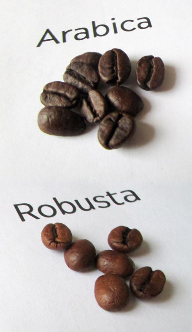 perbedaan kopi robusta dan arabika