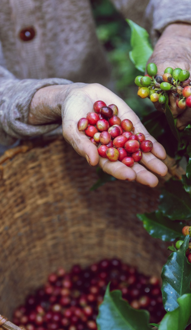 Negara Penghasil Kopi Terbesar di Dunia, Mana Favoritmu?