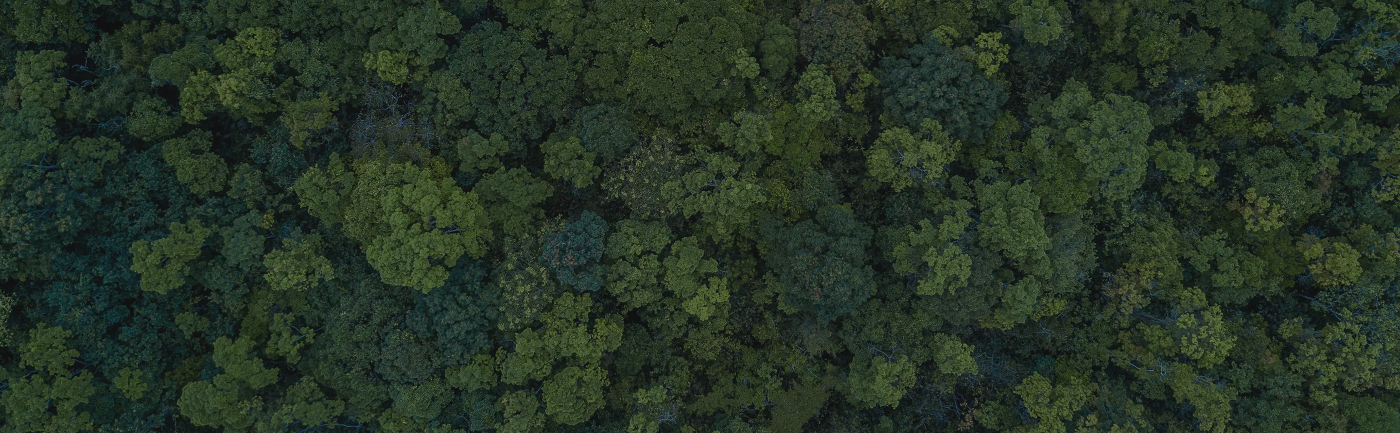 nescafé sustainability promise