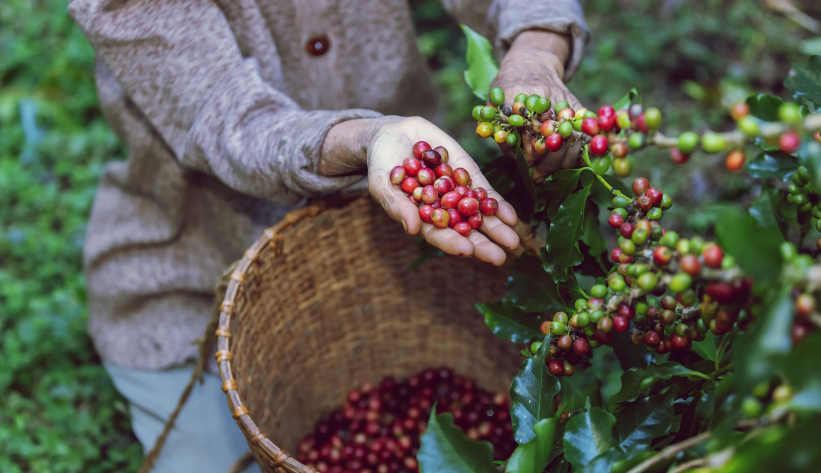 Negara Penghasil Kopi Terbesar di Dunia, Mana Favoritmu?