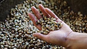 holding coffee beans