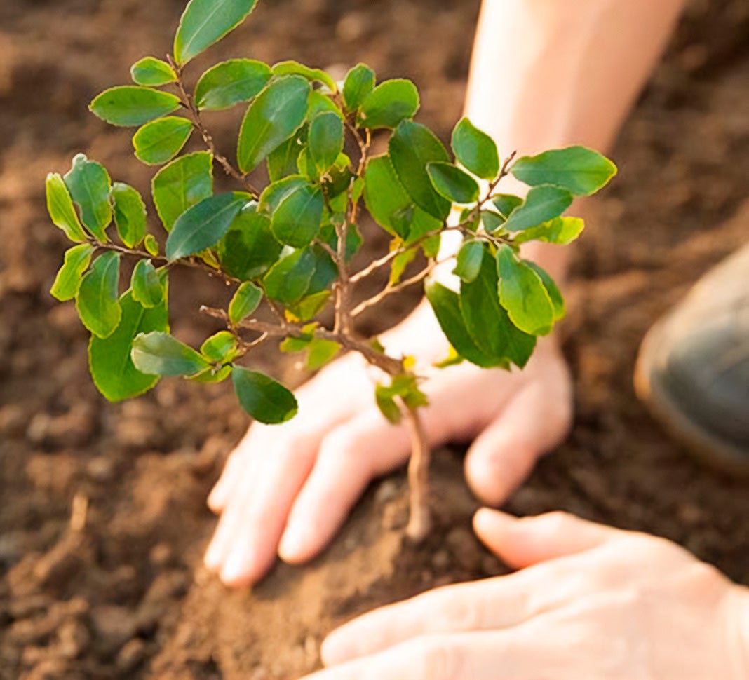 planting a tree