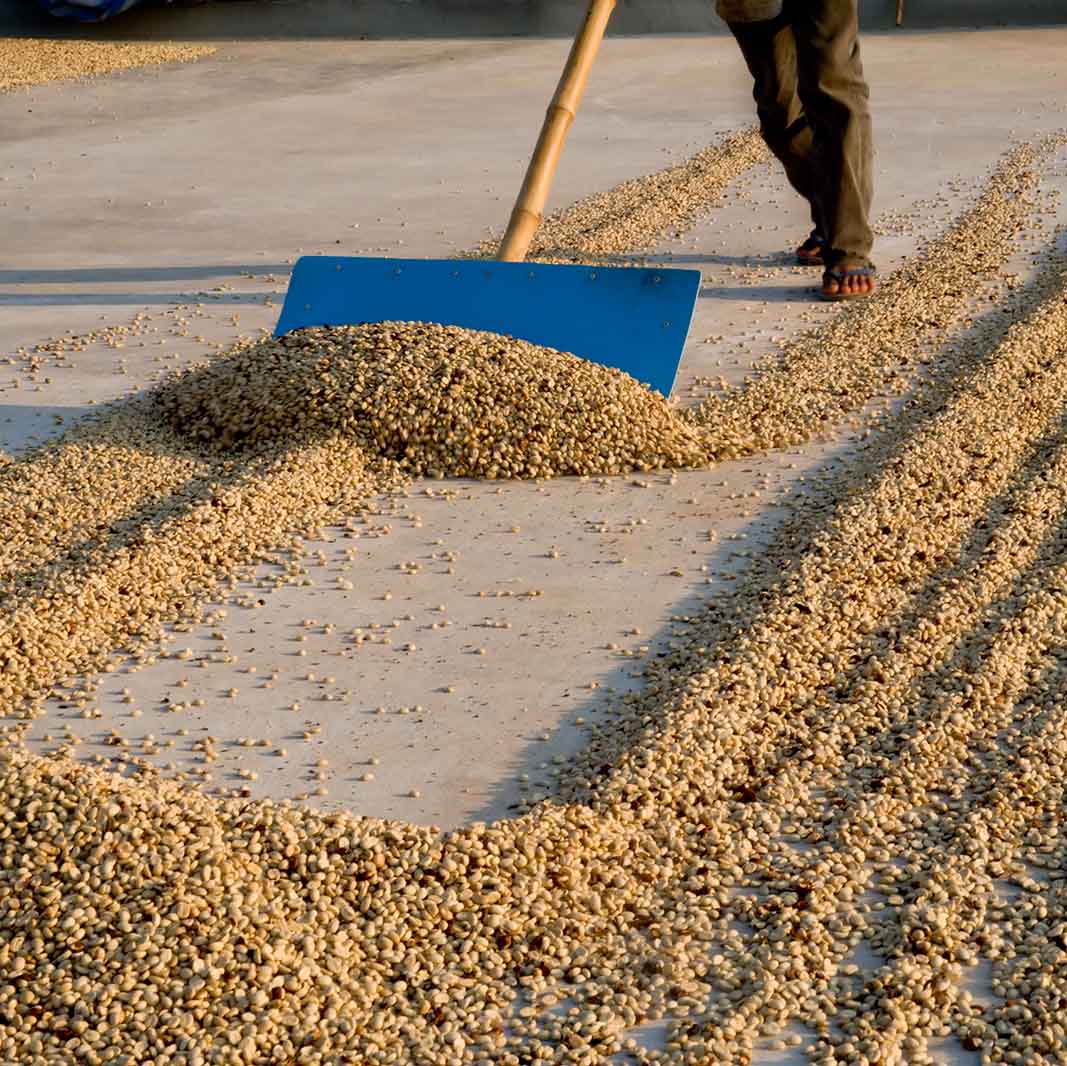 Coffee drying