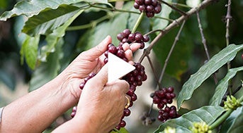 The Journey Of Coffee