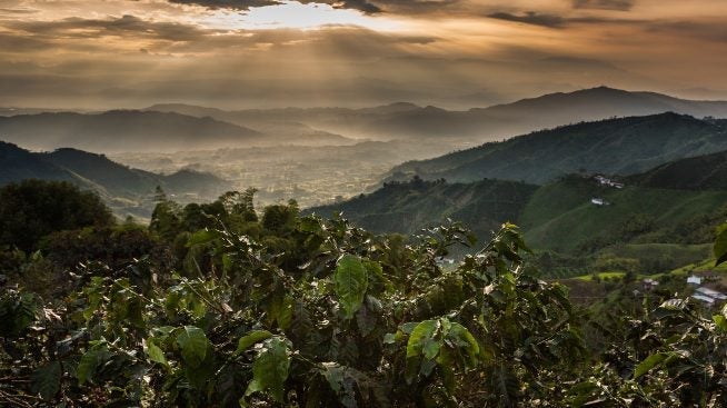 Coffee plantation landscape