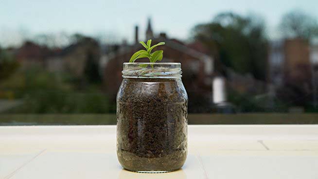 Seedling in a Jar
