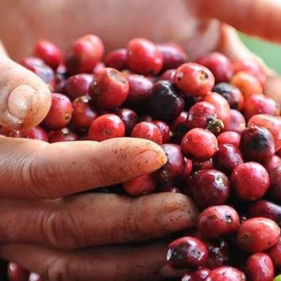 NESCAFÉ® India Story