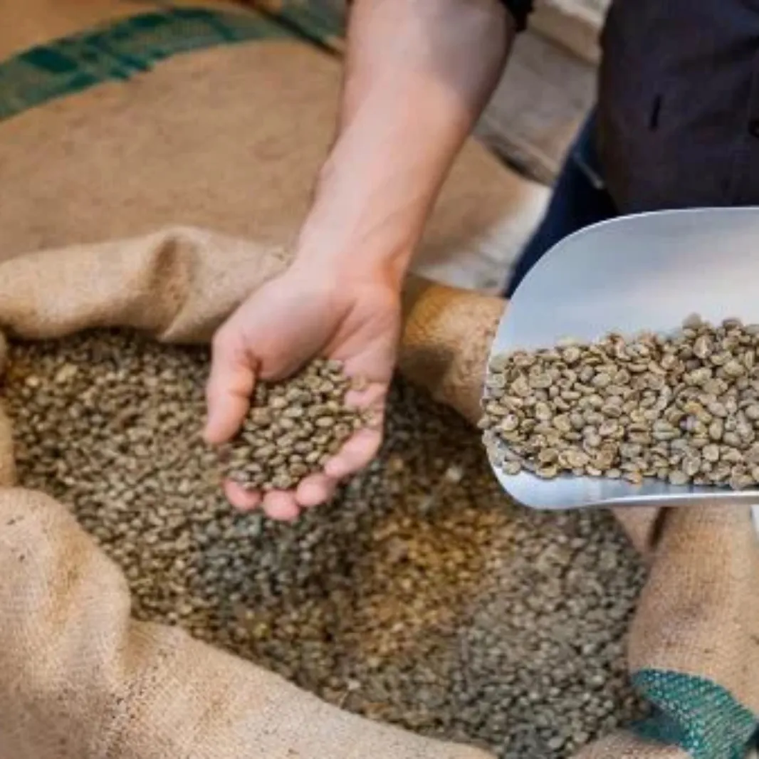 Man picking coffee beans
