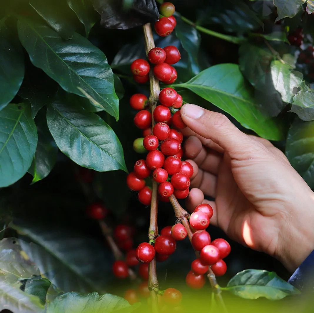 Coffee beans