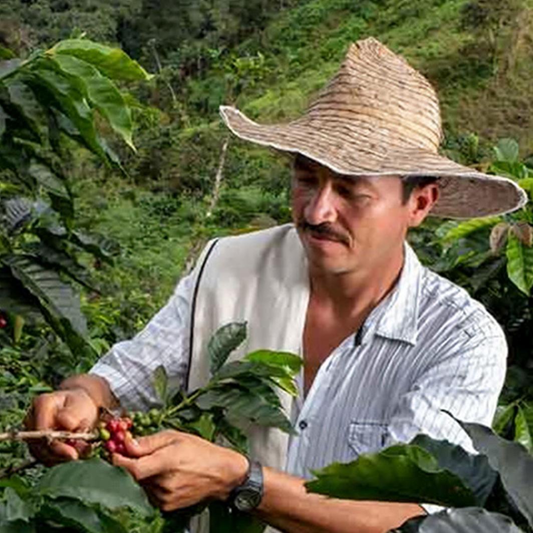 Agricoltura rigenerativa e caffè