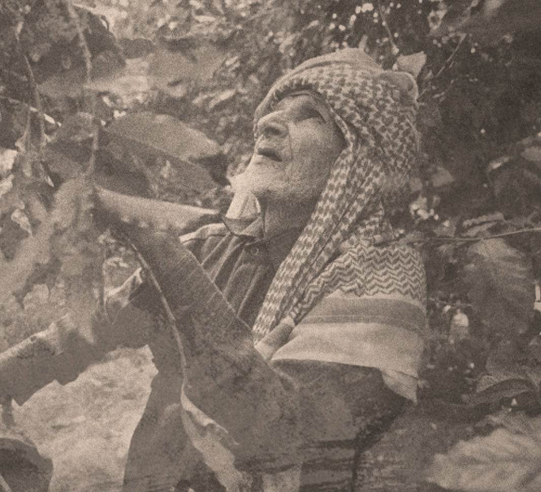 The rich story of coffee