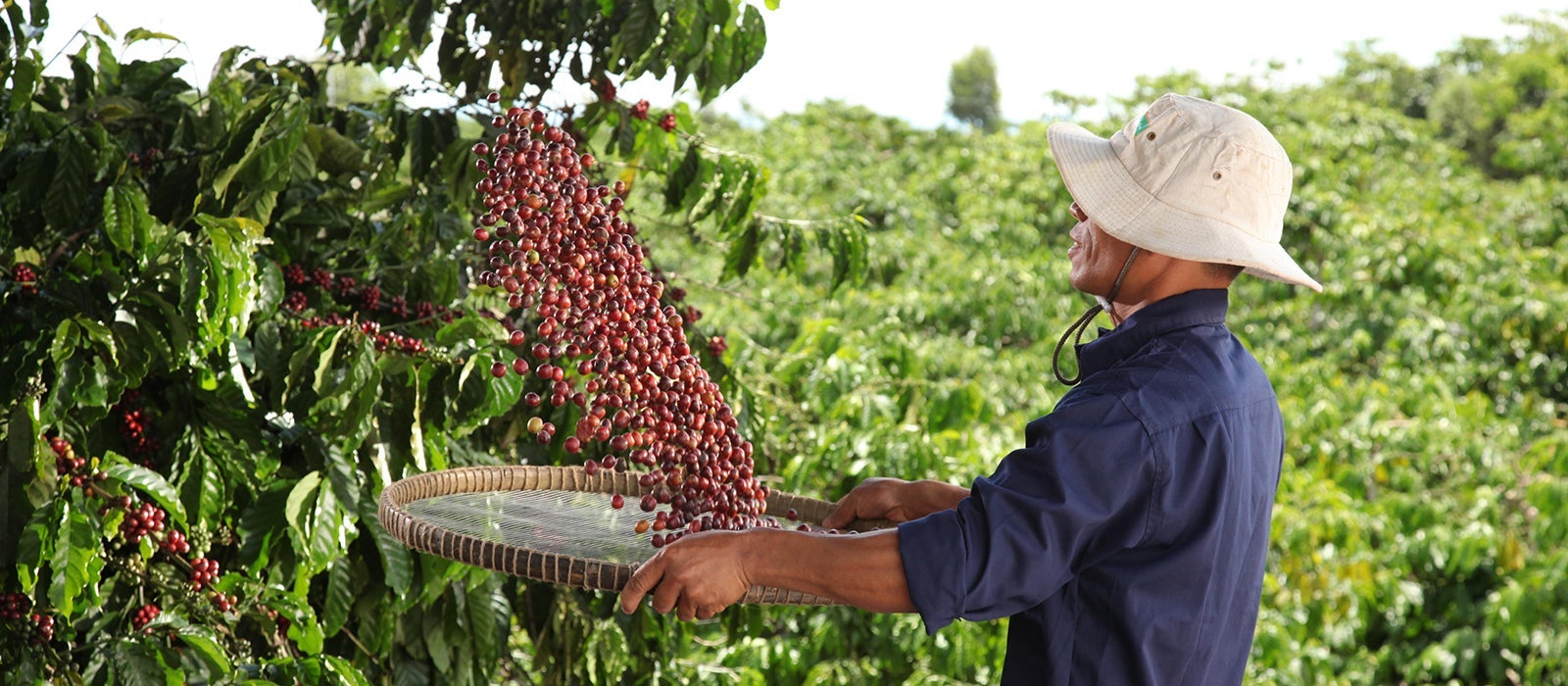 Un caffè coltivato con rispetto ha un sapore migliore!