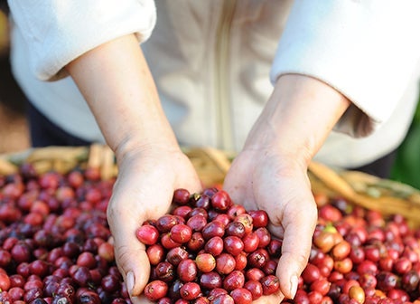 Dal chicco alla bevanda