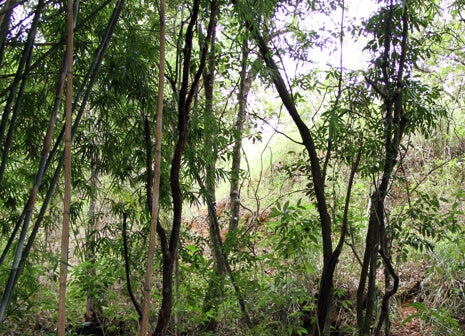 Prevenire la deforestazione