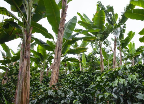 Assicurare sostentamento per gli agricoltori