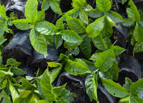 Foglie più giovani e forti