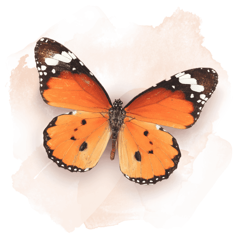 biodiversità nella coltivazione del caffè