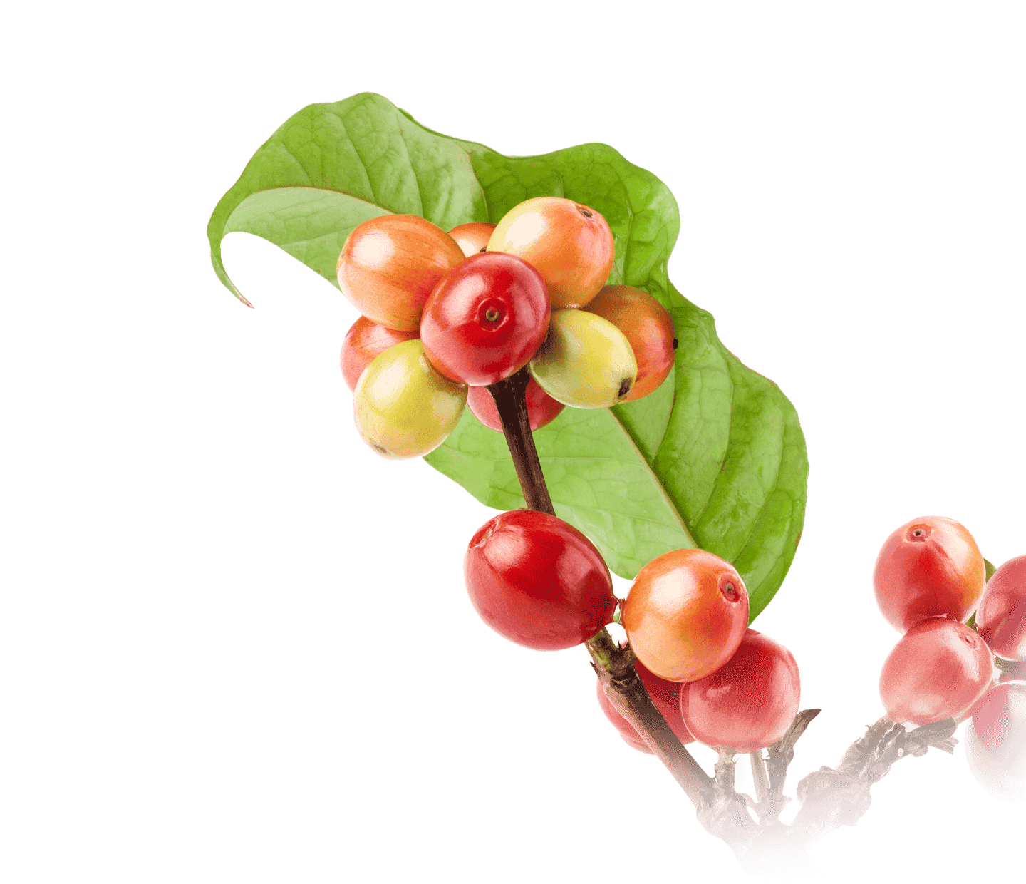Chicchi di caffè