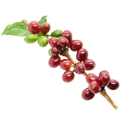 agronomo del caffè