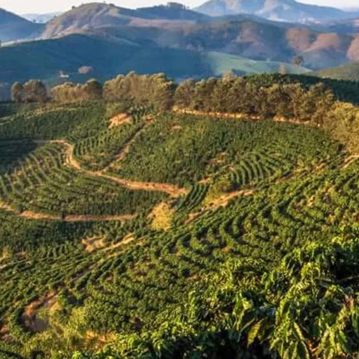 Article 3 16 Coffee Fun facts